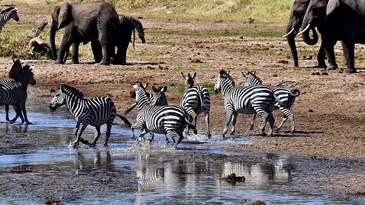 Tarangire National Park