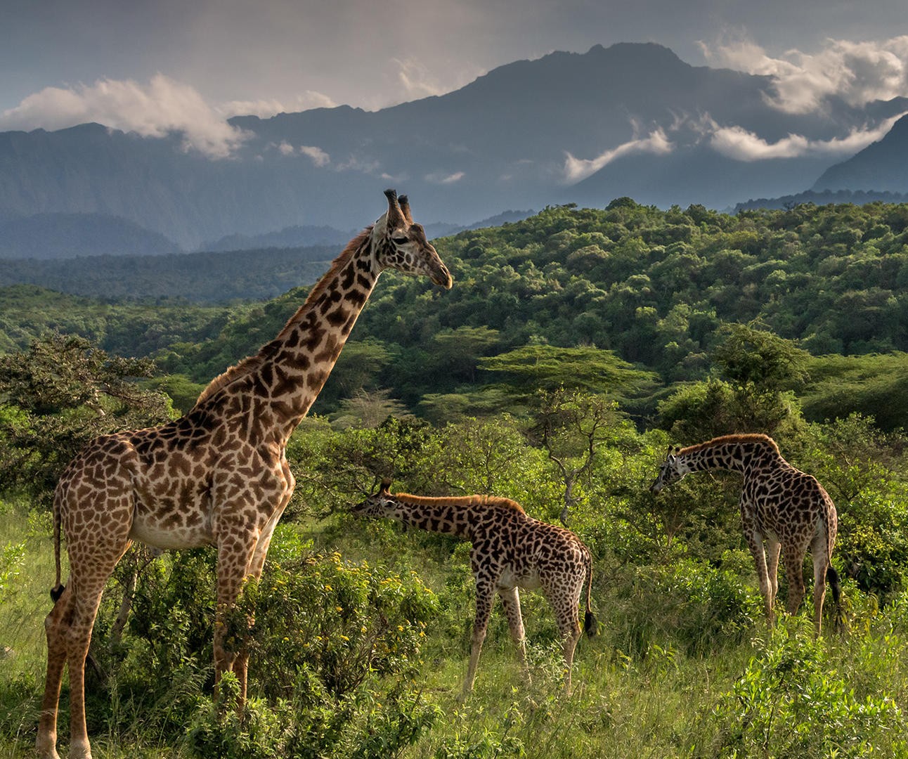 Arusha National Park