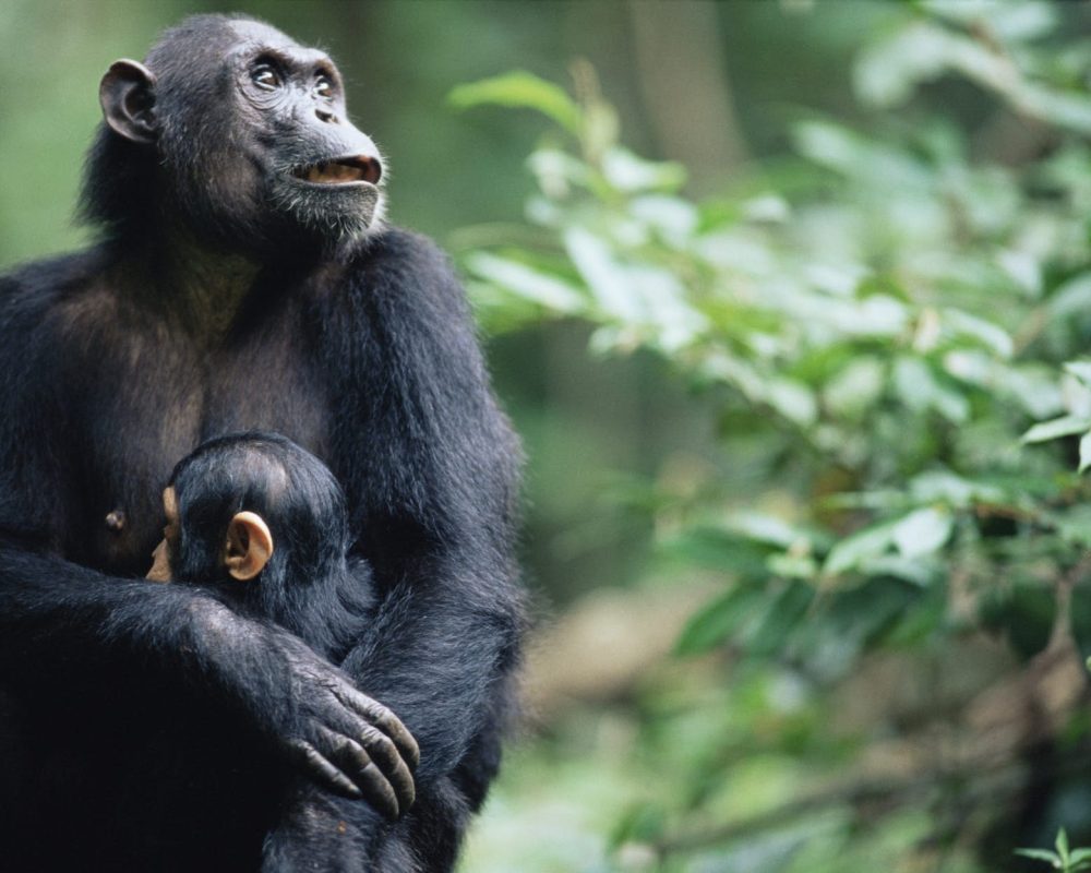 Gombe-National-Park (2)