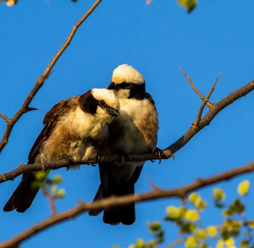 Northern-white-crowned-shrike