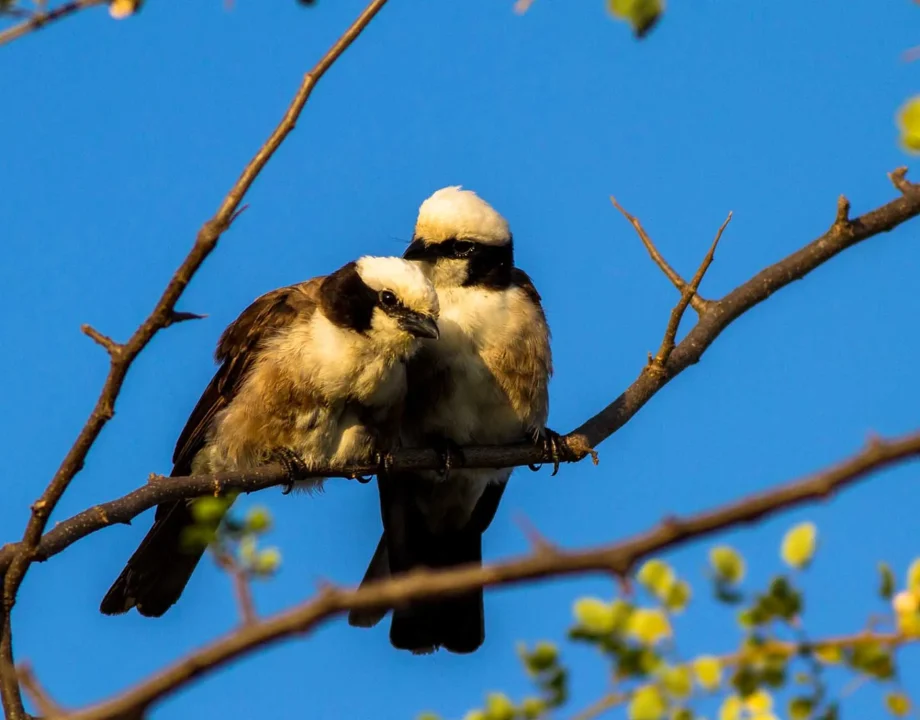 Northern-white-crowned-shrike