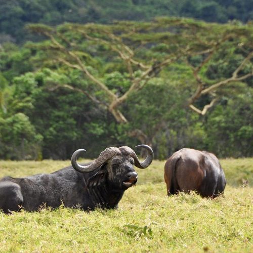 arusha-national-park-day-trip-buffalo