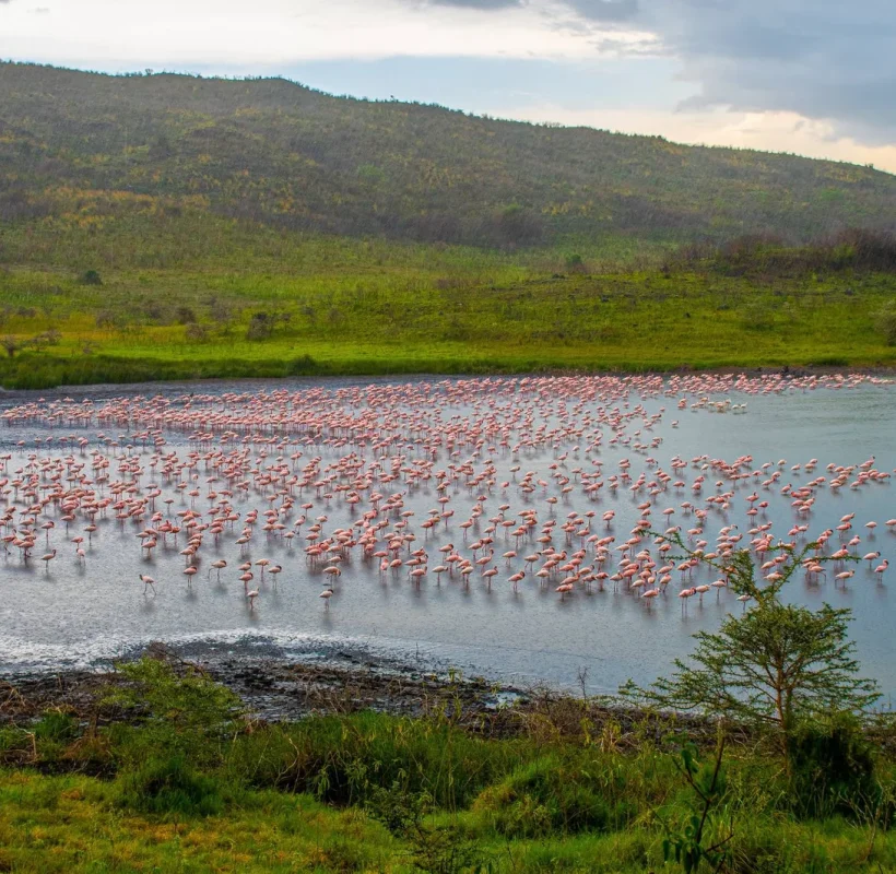 arusha-national-park2flamingo