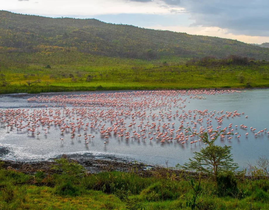 arusha-national-park2flamingo