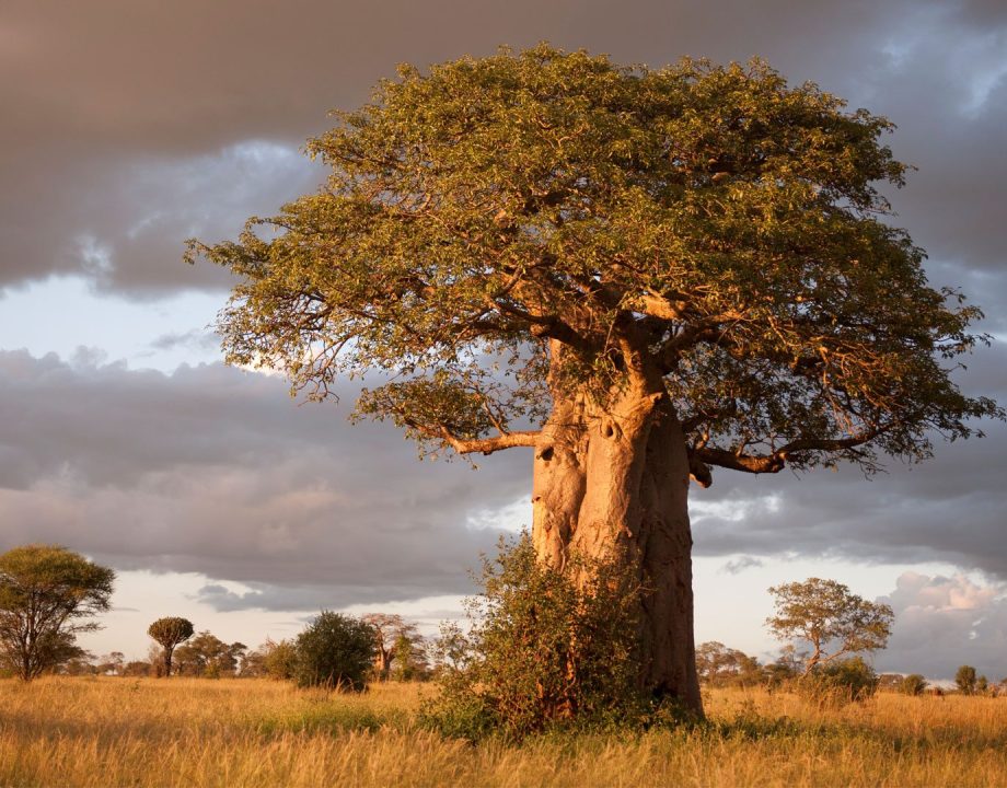 boabab-tarangire-national-park