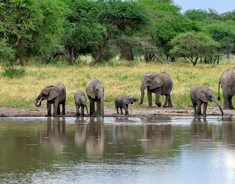 elephants-tarangire