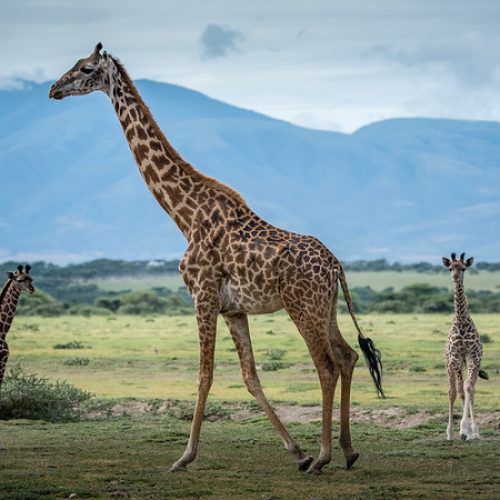 lake-manyara-zebra