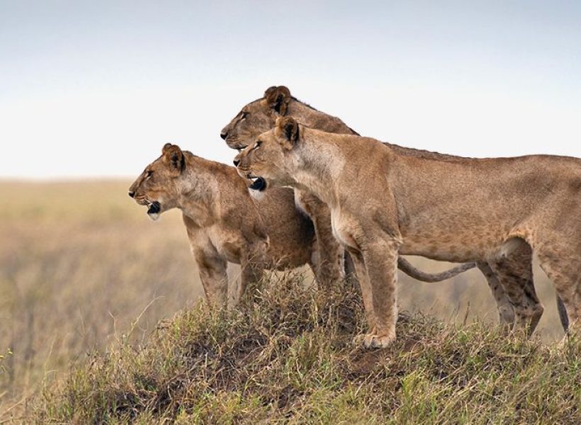 serengeti-lions